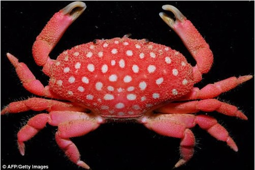 ����ı����ܺ����Ȳ�ݮз ����Ȥ��